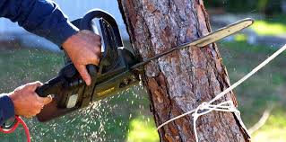 Best Tree Trimming and Pruning  in Oakwood, GA